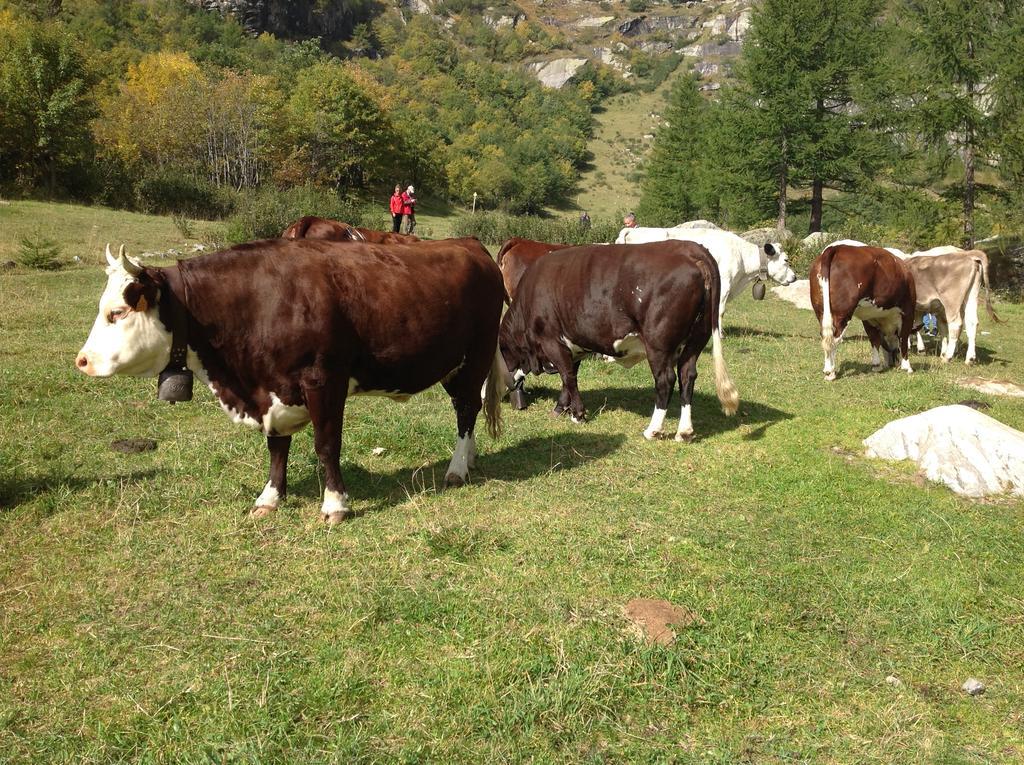 B&B Monte Giove Formazza Bagian luar foto